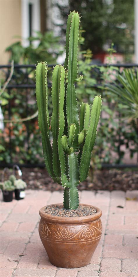 Euphorbia Acrurensis Aka Desert Candle Jardín De Cactus