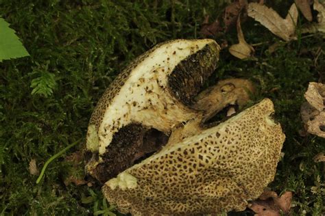Xerocomellus Porosporus The Ultimate Mushroom Guide
