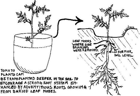 Tomato Plant Root System G4rden Plant