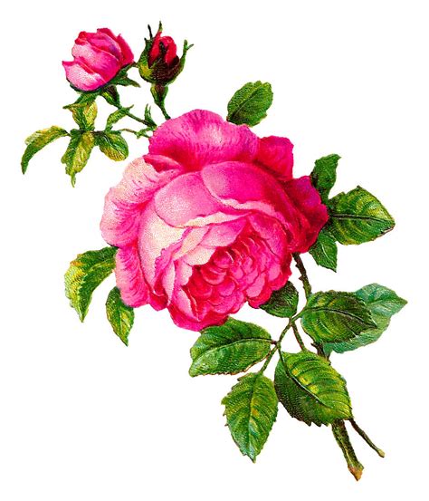 Antique Images Digital Rose Illustration Pink Flower Botanical Clip Art