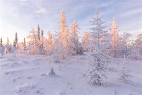 Photo Landscape Trees Forest Tundra Free Pictures On Fonwall