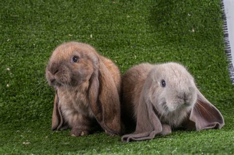 English Lop Rabbit Facts Lifespan Behavior And Care With Pictures