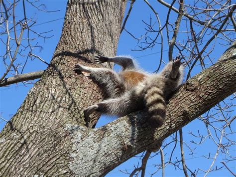 Raccoon With Head Stuck In Tree Hole Freed By Conservation Officer