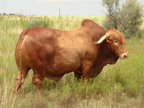 Afrikaner Bull Animals Pinterest Cattle Cow And Animal