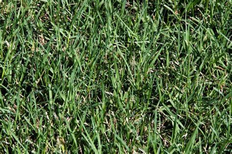 How To Mix Bermudagrass With Fescue Hunker Bermuda Grass Bermuda