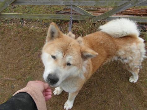 He is the true meaning of rescue. Rescue dog Fluffy Akita | Peterborough, Cambridgeshire ...