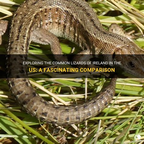 Exploring The Common Lizards Of Ireland In The Us A Fascinating