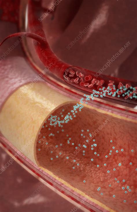 Drug Absorption Stock Image F0023466 Science Photo Library