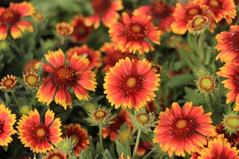 Gaillardia Arizona Sun Campbells Nursery