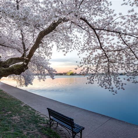 Dc Cherry Blossom Pictures Wallpapers Top Free Dc Cherry Blossom