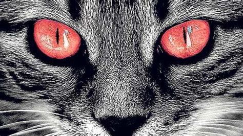 Mi Gato Tienes Los Ojos Rojos Información