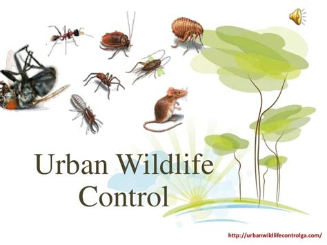 Best Service For Pest Control In Atlanta Ga