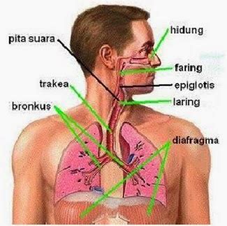 Struktur Sistem Pernapasan (Respirasi) Pada Manusia | SOAL UTBK SBMPTN