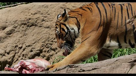 To get meat, it hunts other animals. Berani Malayan Tiger Eating lamb carcass1DX20996 - YouTube