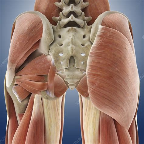 Buttock Muscles Artwork Stock Image C0200127 Science Photo Library