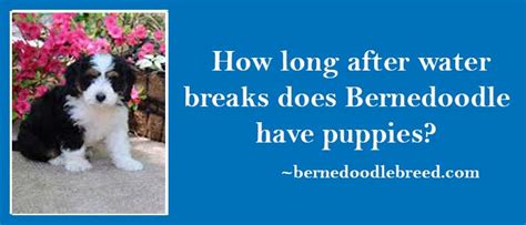 As the mother dog defecates, the muscle action. How long after water breaks does Bernedoodle have puppies? Depends upon size and many other factors