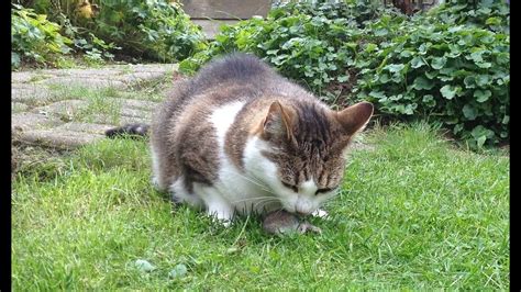 A feline who doesn't eat can be seriously sick. Foodporn | Cat eats a Mouse alive and pukes immediately ...