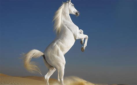 Awasome 7 White Horse Hd Wallpapers 1920x1080 Ideas