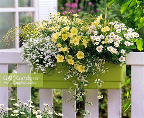 Yellow White Sunny Window Box Window Box Flowers