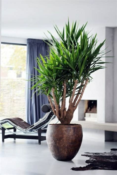 Pflanzen fürs bad verwandeln es in eine grüne oase. Palmlilie - eine bezaubernde Zier- und Nutzpflanze ...