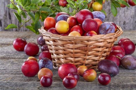 Sloes And Plums Stock Image Image Of Basket Fruits 42525361