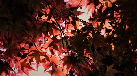 1600x900 Red Autumn Season Leaves Wallpaper1600x900 Resolution Hd 4k
