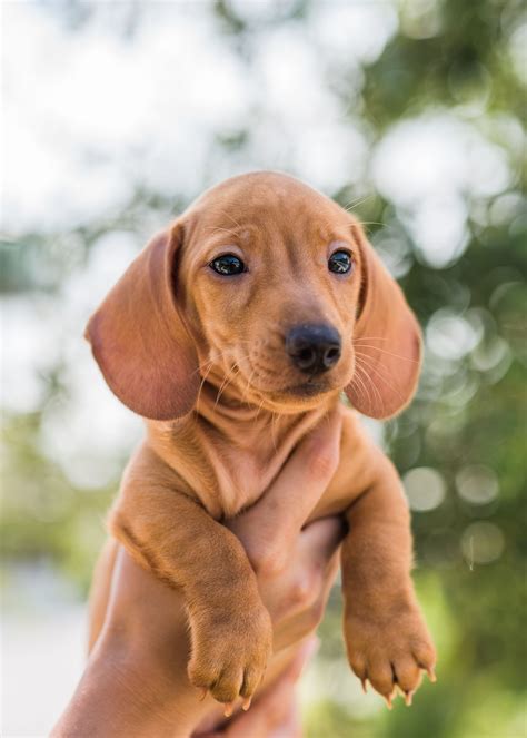 Sawdust savvy travelers' reviews, business hours, introduction, open hours. Free Puppies Near Me For Sale - Wayang Pets