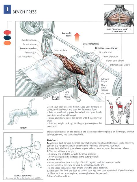 Learn anatomy faster and remember everything you learn. Pin on Bodybuilding