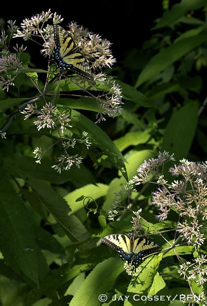 Eastern Tiger Swallowtails Papilio Glaucus Females R Flickr