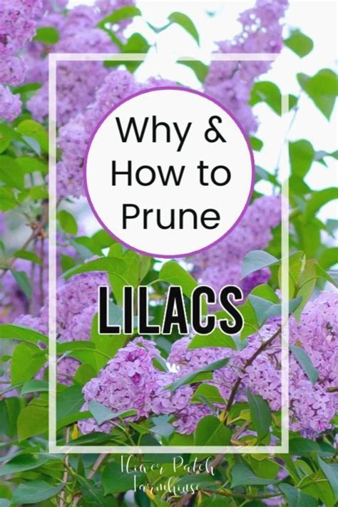 How To Prune Lilacs Correctly In 2020 Lilac Bushes Prune Lilac Bush
