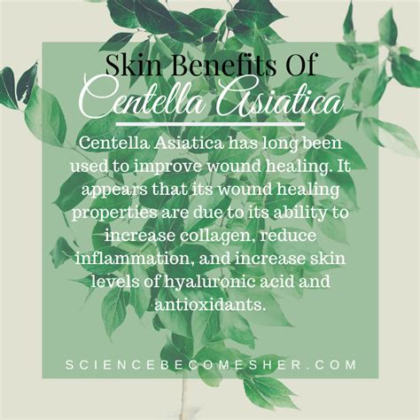 This has been shown in both in vitro and in vivo studies which back its effectiveness in wound healing. Centella Asiatica (Cica) Benefits For Skin. | Science ...