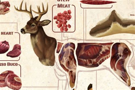 Deer Meat Guide All The Most Common Deer Cuts And Parts ⋆ Outdoor
