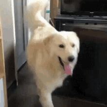Share the best gifs now >>>. Derp Dog GIF - Derp Dog Huh - Descubre & Comparte GIFs