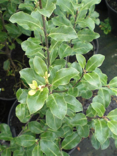 Pittosporum is an evergreen hedging plant with decorative leaves. Pittosporum tenuifolium AGM