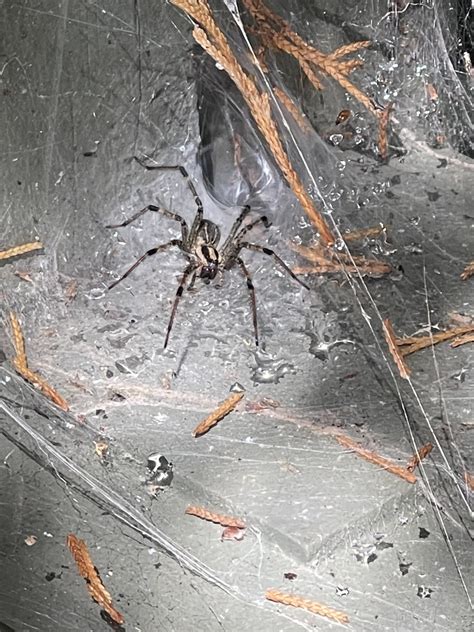 Agelenopsis American Grass Spider Usa Spiders