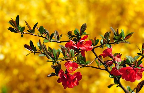 Beautiful colorful flower garden with various flowers. 44+ Beautiful Colorful Flowers Wallpaper on WallpaperSafari