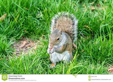 Eastern Gray Squirrel Eating A Peanut In New York City Usa Stock Photo