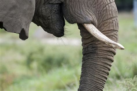 Elephant Nose With Tusks Stock Image Image Of Elephant 28605657