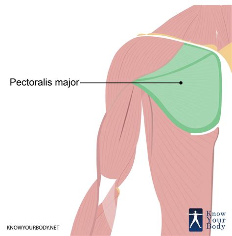 Most cases occur from indirect trauma in active men aged 20 to 40 years, especially during bench press. Pectoralis Major - Function, Origin, Insertion ...