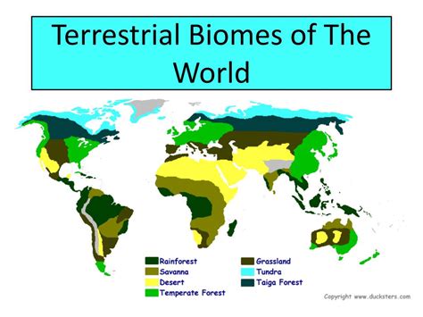 What Is Terrestrial Ecosystem Examples
