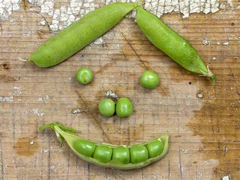 Sugar Ann Snap Pea Seeds Baker Creek Heirloom Seeds