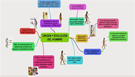 La Evolución Del Hombre Mapa Mental Origen Y Evolución Del Hombre
