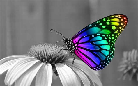 Rainbow Butterfly Wallpapers Rainbow Butterfly Stock Photos