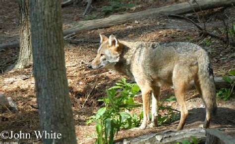 Coyotes State Of Tennessee Wildlife Resources Agency