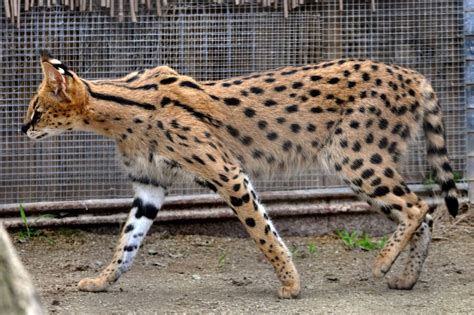 10 Huge Big Largest Cat Breeds In The World Just 4 Pet Care