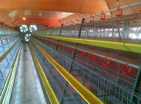 Sulit untuk melihat teman berbulu anda tidak bisa berkeliling seperti dulu. 12 Desain Kandang Ayam Petelur dan Broiler Modern | RUMAH ...