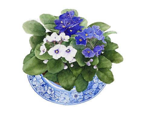 African Violets Watercolor Violet Painting Purple Etsy In 2020