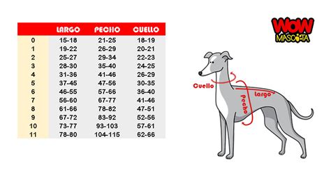 ¿cómo Saber Cuál Es La Talla De Ropa De Mi Perro Wow Mascota