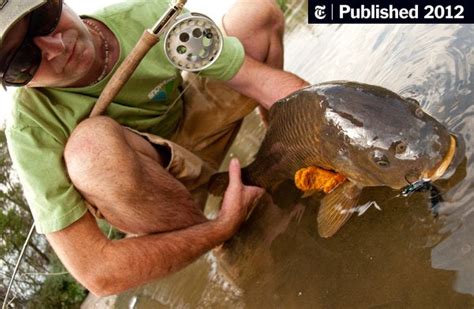 Carp Now A Worthy Fly Rod Target In United States The New York Times