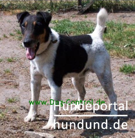 Der „traditionellste aller terrier ist eine sehr, sehr alte rasse: Foxterrier Glatthaar Foto 45271 - hundund.de